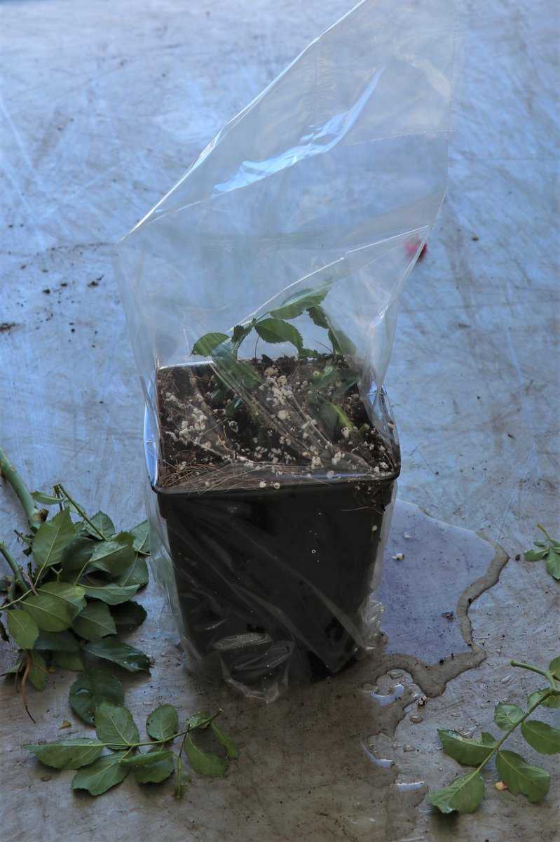 Multiplier les rosiers Boutures &agrave; bois vert Lubera