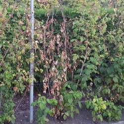 Sympt&ocirc;mes de phytophthora du framboisier / pourriture des racines du framboisier