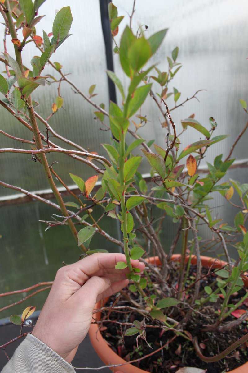 Multiplier un myrtillier Lubera