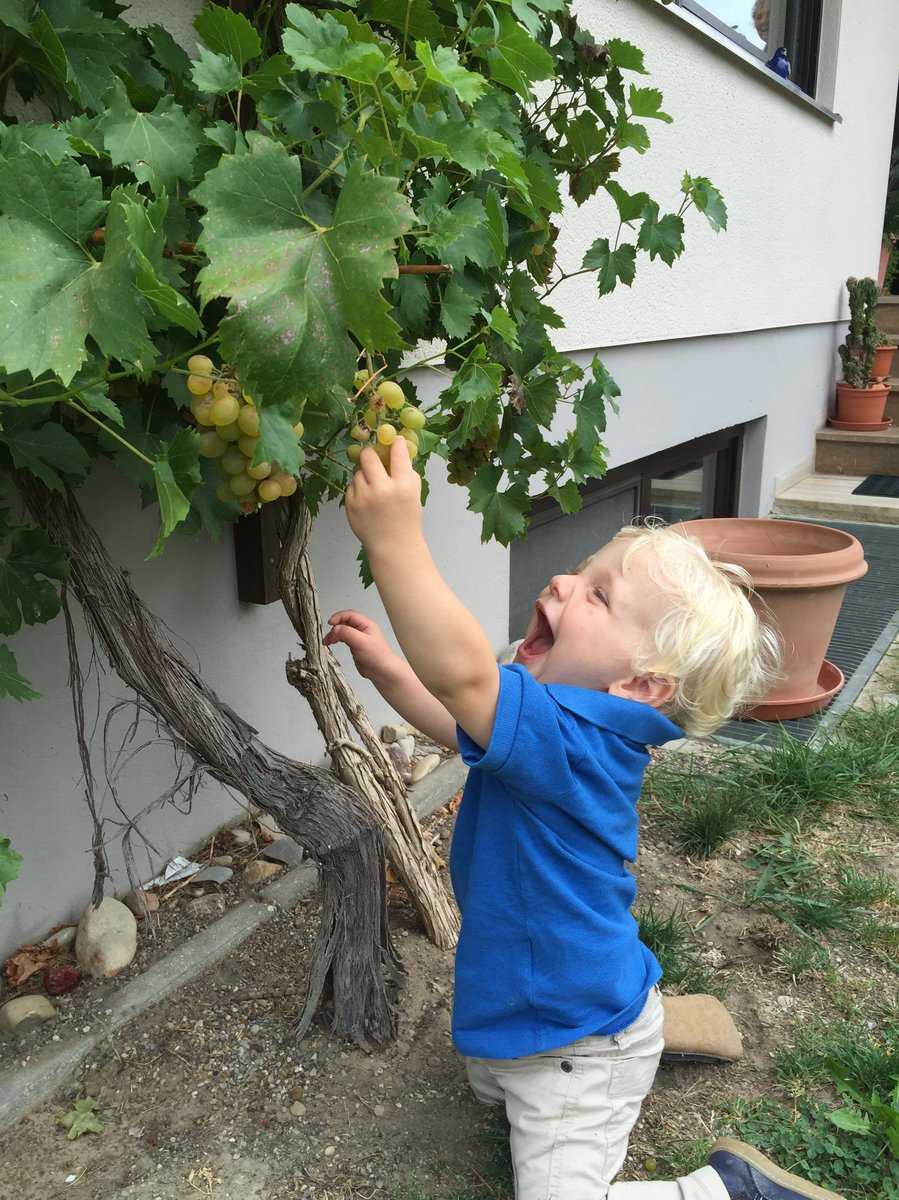 &Eacute;pamprer la vigne