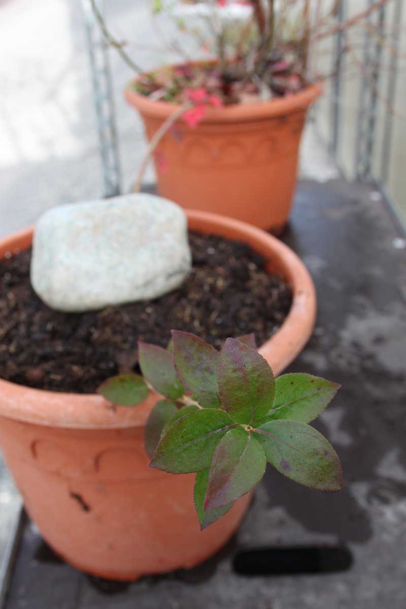 Multiplier un myrtillier Lubera