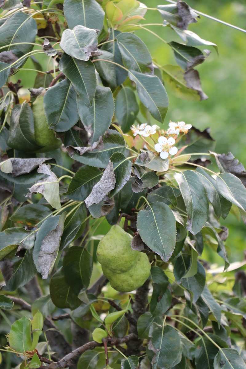 floraison pr&eacute;coce de fruitiers et d&rsquo;arbustes baccif&egrave;res Lubera