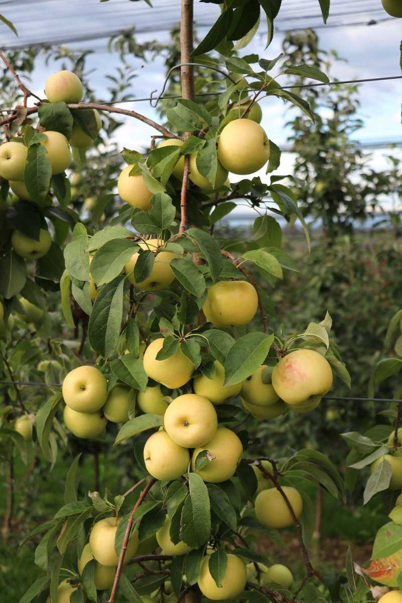 Quand les pommes sont-elles m&ucirc;res r&eacute;colte de pommes Lubera