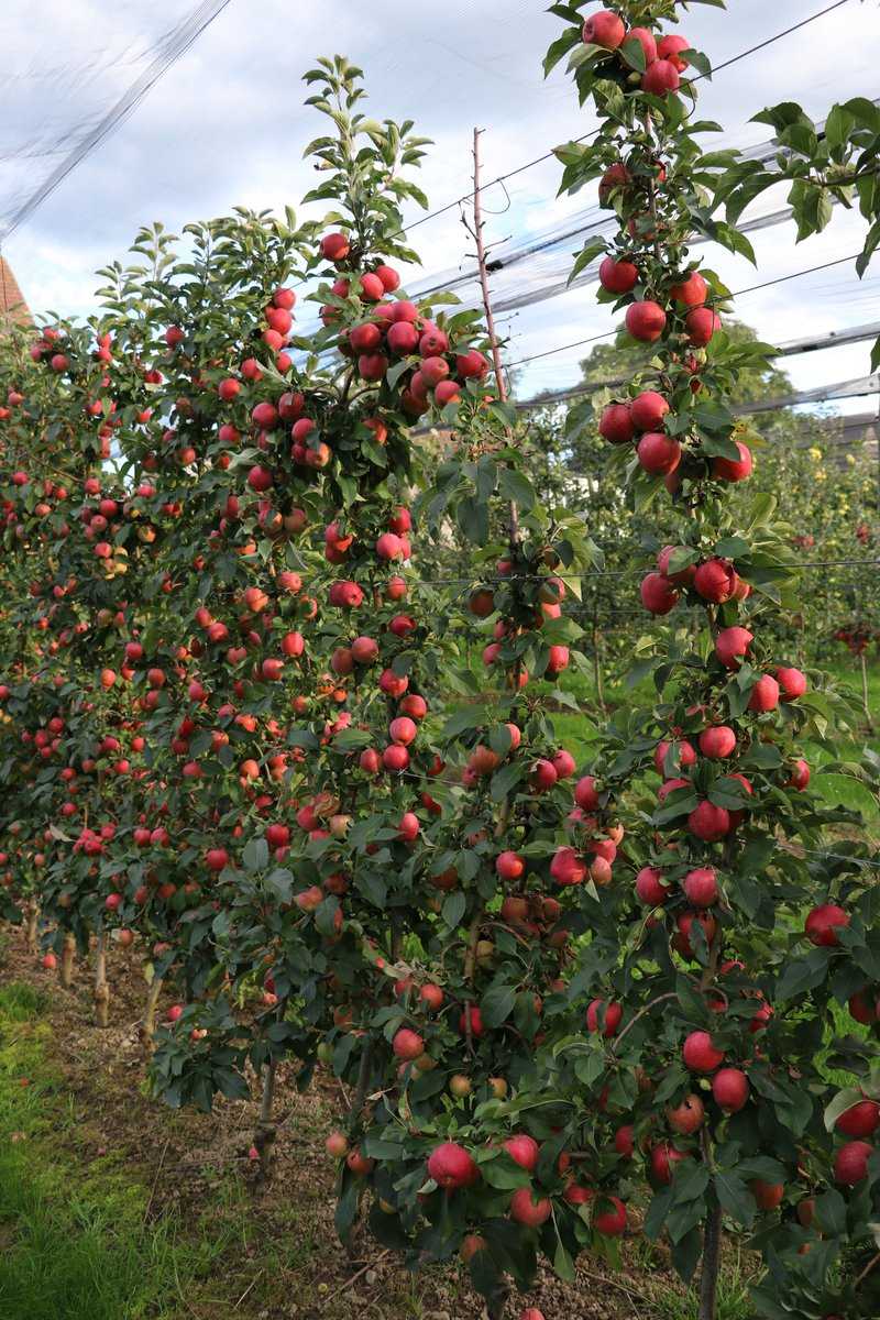 Quand les pommes sont-elles m&ucirc;res r&eacute;colte de pommes Lubera