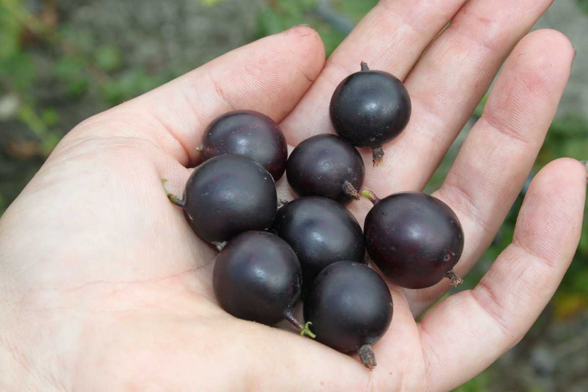 les fruits: Groseille &agrave; maquereau