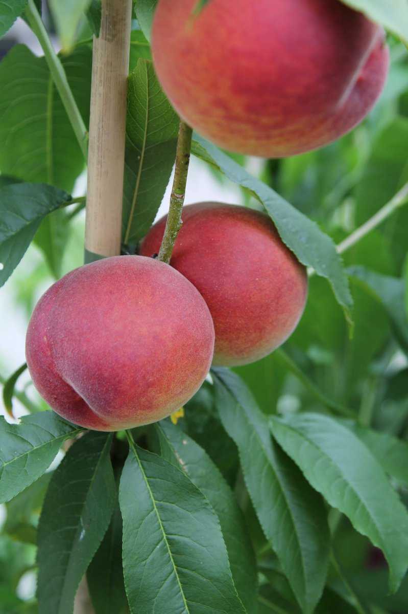 P&ecirc;cher de vigne