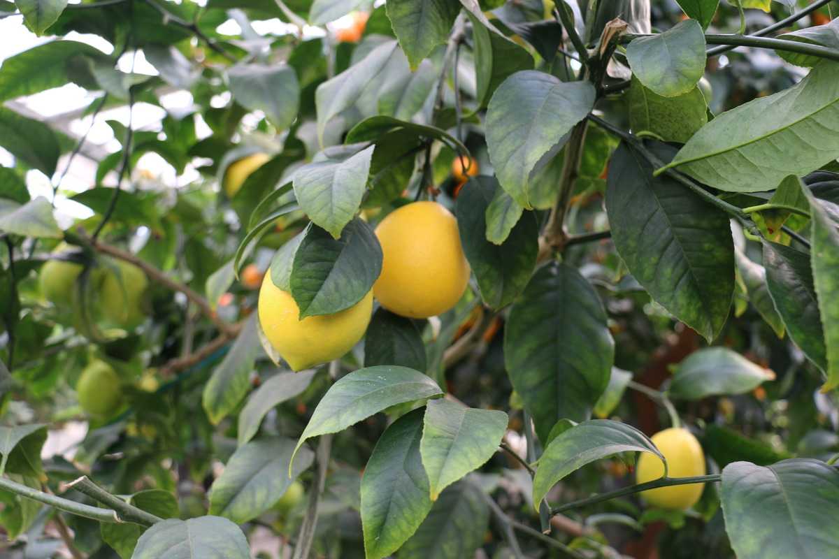 citrus-meyerii