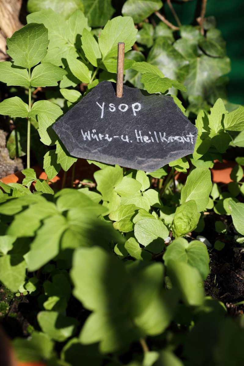 L’hysope est l�g�rement am�re