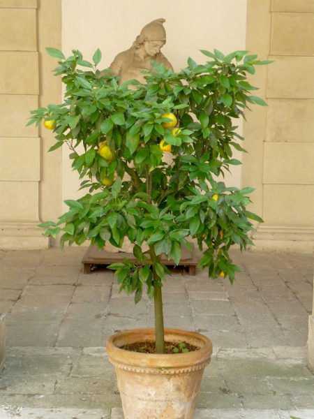 Fertiliser le citronnier