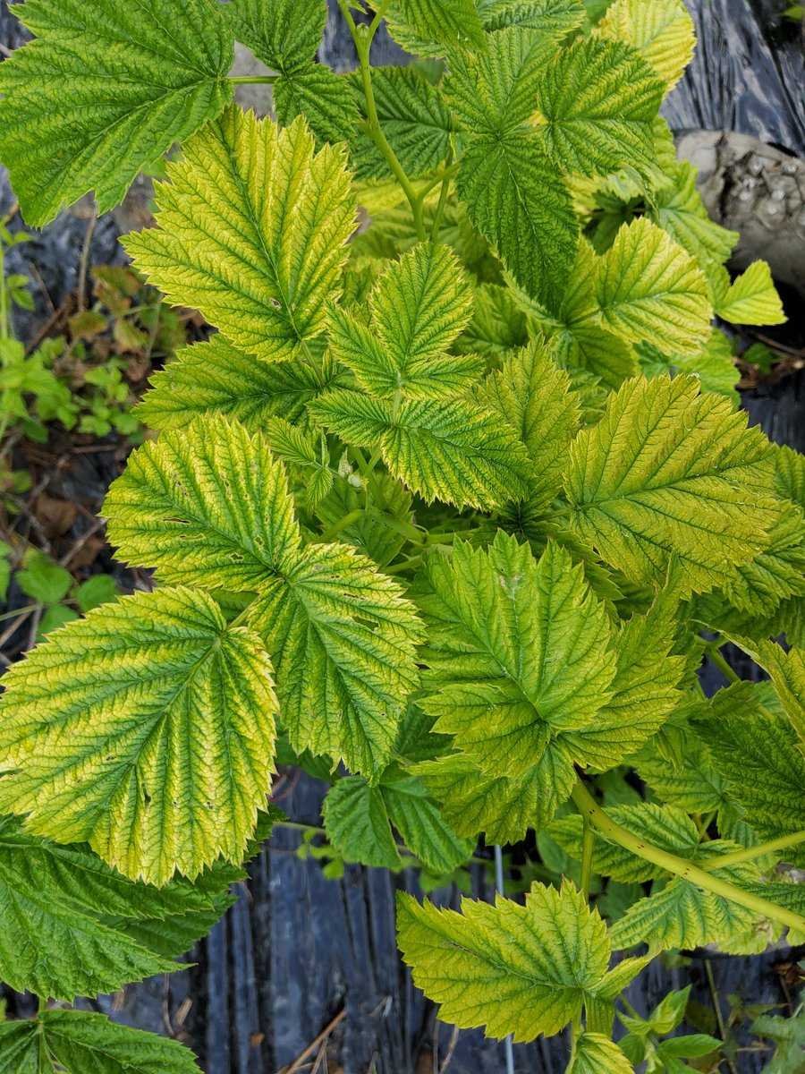 Feuilles jaunes du framboisier l&eacute;g&egrave;re chlorose Lubera