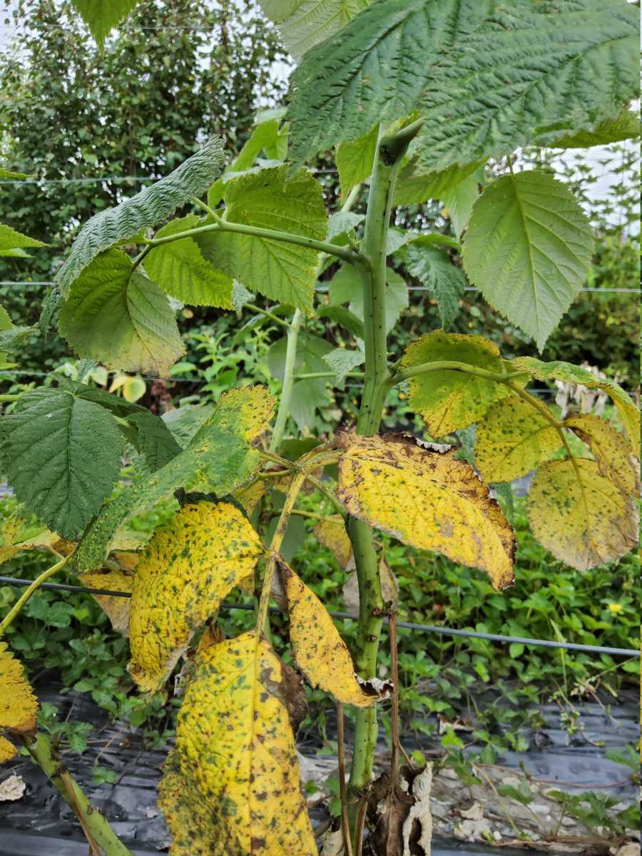 Feuilles jaunes du framboisier S&eacute;nescence normale Lubera