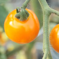 Tomates oranges