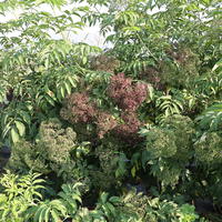 Sureau des jardins (Howunder�)