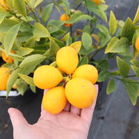 Oranges rustiques