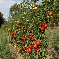 Tomates grimpantes