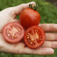 Graines de tomates � gros fruits