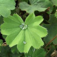 Plantes de berges (s�ches)