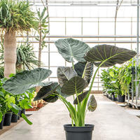 Alocasia