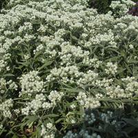 Immortelle de Virginie (Anaphalis)