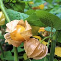 Physalis