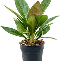 Anthurium
