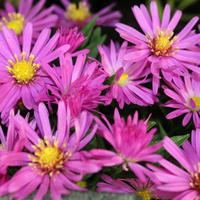 Asters