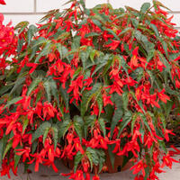 B�gonias