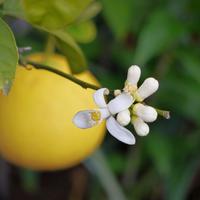 Agrumes - sp�cialit�s