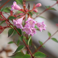 Abelia