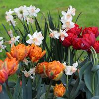 Massifs de bulbes � fleurs