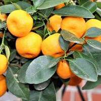 Calamondin, calamansi