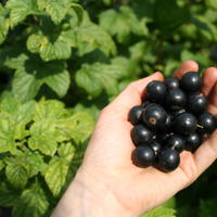 Cassis (Cassissima)