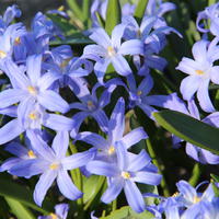 Chionodoxa