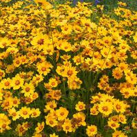 Coreopsis