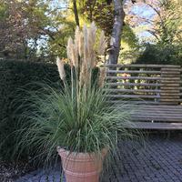 Cortaderia - Herbe de la pampa