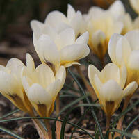 Crocus botaniques