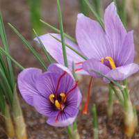 Crocus
