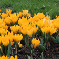 Crocus vernus, crocus de printemps