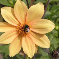 Dahlias jaunes