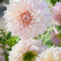 Dahlias par couleur