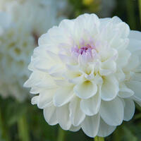 Dahlia pour bouquets