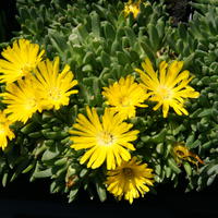Delosperma - Pourpier vivace