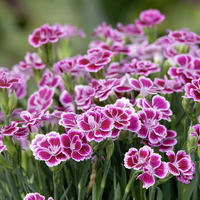 Oeillets de jardin