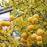 Agrumes anciens rustiques