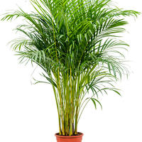 Palmier dor� (Areca)