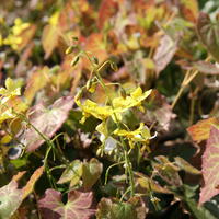 Fleur des elfes