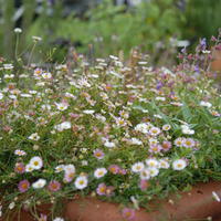 Erigeron - �rig�ron