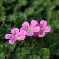 Erodium