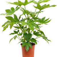 Aralia du Japon (Fatsia japonica)