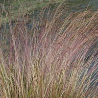 F�tuque - Festuca